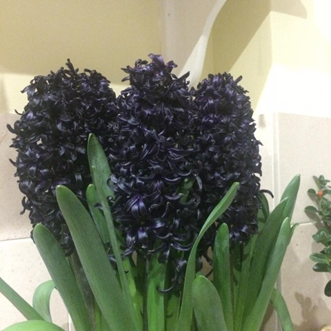 Hyacinthus midnight mystic 1