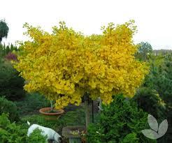 Images5 1