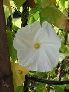 Ipomoea pearly gates