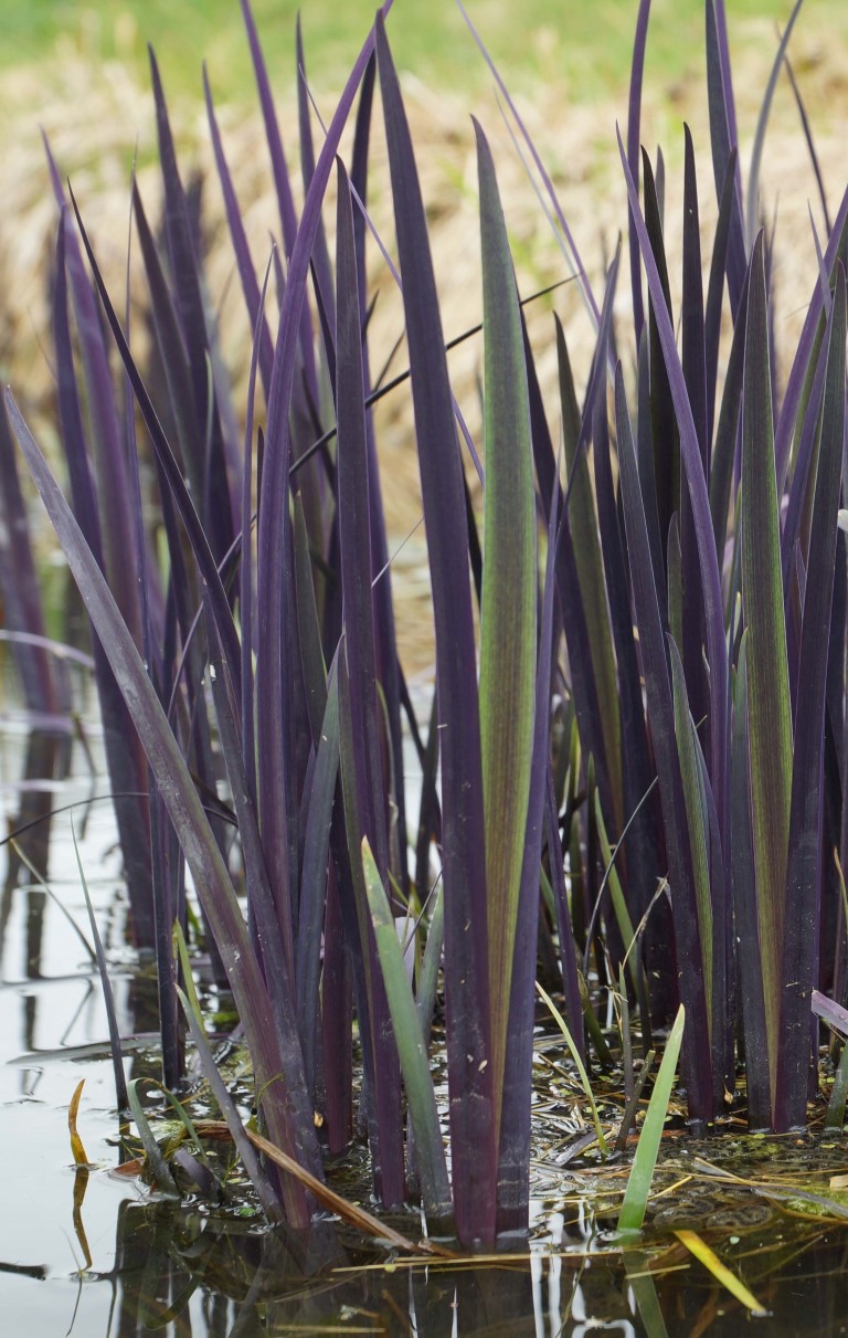 Iris versicolor purple flame
