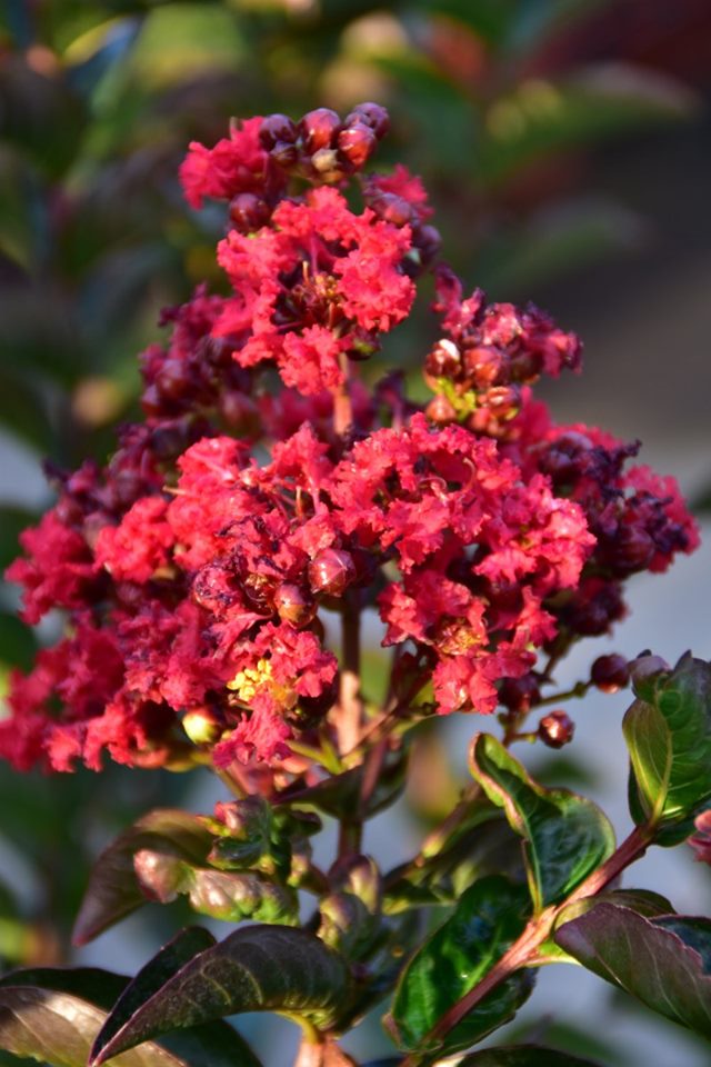 Lagerstroemia x miss frances 1
