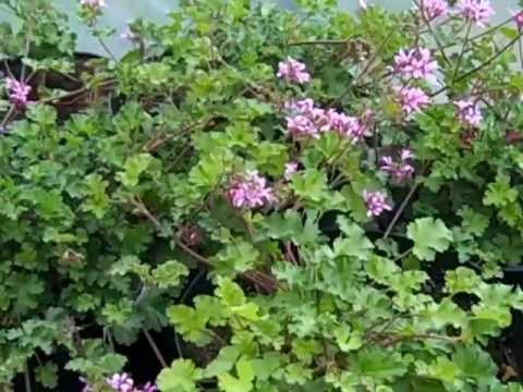 Pelargonium deerwood lavender 2