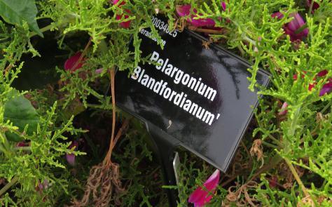 Pelargonium label blandfordianum garnons williams