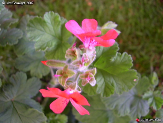 PELARGONIUMS ODORANTS