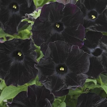 petunia-black-velvet.jpg