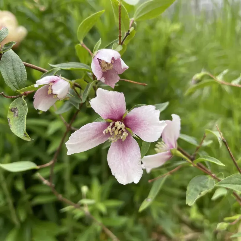Philadelphus petite perfume pink