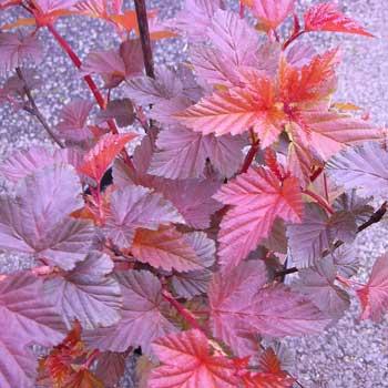 physocarpus-lady-in-red-ruby-spice-ninebark-pot-size-3l-lis-16725-p.jpg