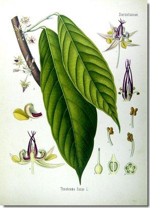 theobroma-cacao-illustration-bio.jpg
