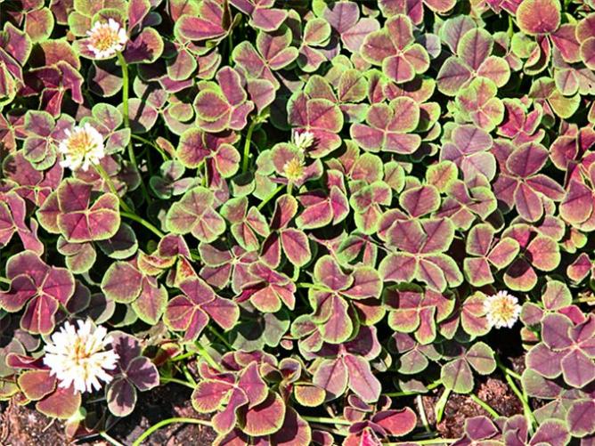 variegated-part4-trifolium-repens-purpurasce-ns-quadrifolium-015.jpg
